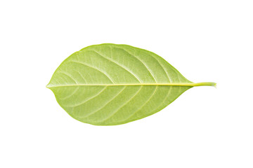 Jackfruit leaf isolated on white background.