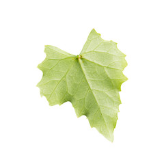 Coccinia grandis leaf isolated on white.