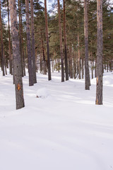 Fototapeta premium Winter into the woods background