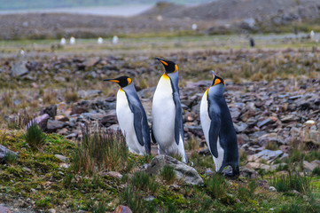Three King Penguins at Fortuna Bay