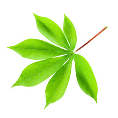 Obraz premium Manihot esculenta, Cassava Root, Tapioca leaf isolated on white.