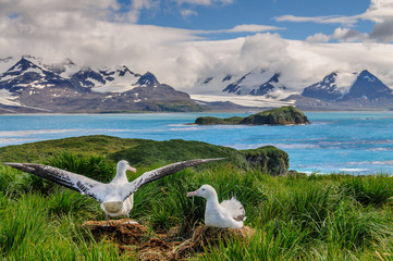 Wandering Albatross Couple on it's Nest