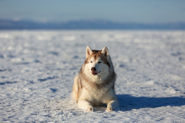 Gorgeous dog breed siberian husky is lying on the snow at sunset and looking to the camera.
