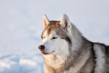 Gorgeous, free and happy siberian Husky dog sitting on the snow in winter forest at sunset.