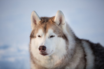 Beautiful, free and lovely siberian Husky dog sitting on the snow in winter forest at sunset.