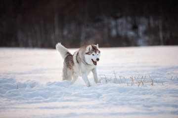 Crazy, happy and funny beige and white dog breed siberian husky running on the snow path in the field