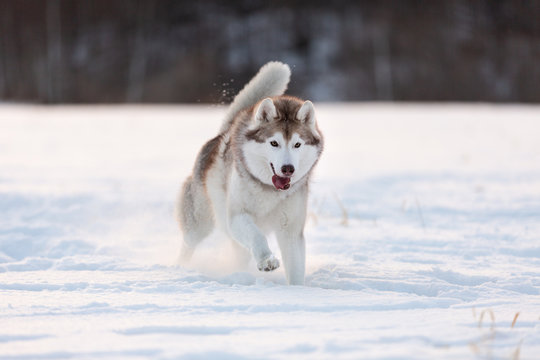 Cute, happy and free beige and white dog breed siberian husky running on the snow path in the field