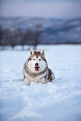 Cute and happy siberian husky dog lying in the snow field in winter at sunset