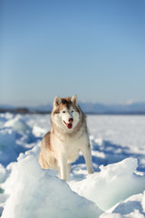 Beautiful and happy Siberian husky dog standing on ice floe and snow on the frozen sea background.