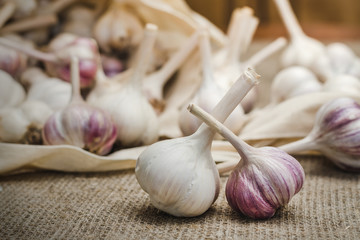 Bulbs of natural organic farm garlic in a cotton bag scattered on a linen mat.