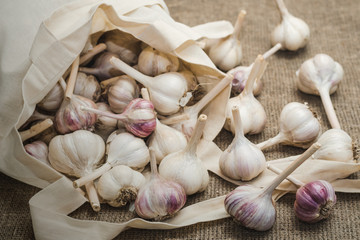 Bulbs of natural organic farm garlic in a cotton bag scattered on a linen mat.