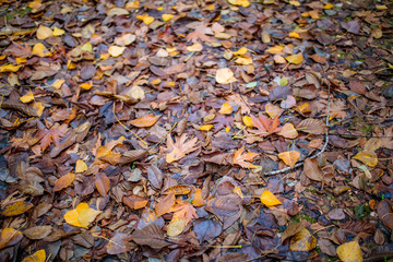 Autumn leaves background. Background of colorful red, orange and brown autumn leaves. Autumn background texture concept image