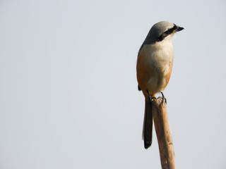 Long tailed shrike on the pole