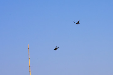 Two migrating Birds flying against blue sky. Beautiful countryside rural summer landscape in Chilka Lake Bird Sanctuary, Odisha India.