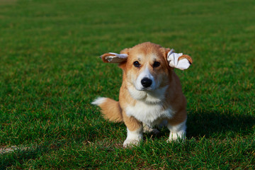 Dog breed Welsh Corgi Pembroke