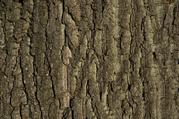 Naklejka premium Baumrinde mit Struktur als Hintergrund