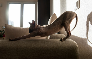 Sphynx cat on  the couch,  bald cat