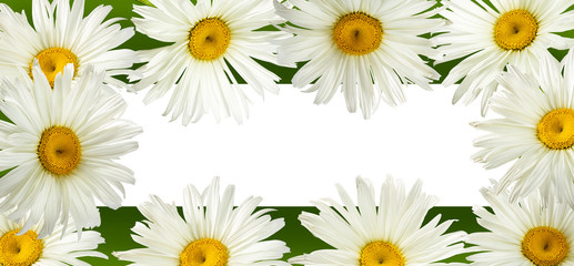 Fresh white chamomile frame isolated on white background with clipping path