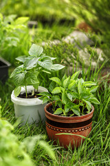 Young green seedlings pepper plants growing in flowerpot on a country site. The concept of gardening.