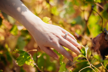 Woman hand touching and holding vine tree leaves