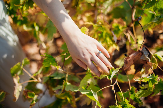 Woman hand touching and holding vine tree leaves
