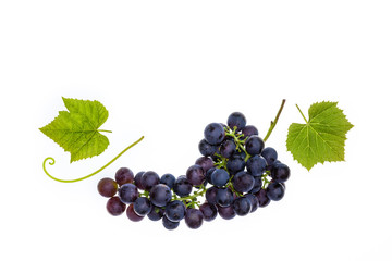bunch of ripe Merlot grapes with leaves isolated on white background