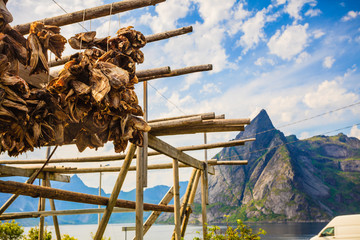 Cod stockfish drying on racks, Lofoten islands Norway