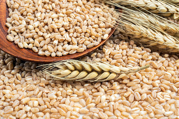 Wheat kernel and wheat ears