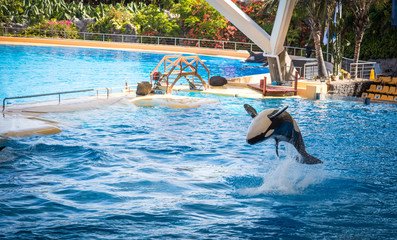 Orca Show