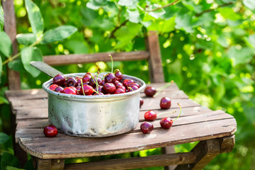 Healthy sweet cherries on the white metal bowl