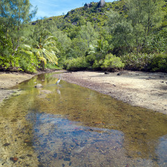  Tropical river flowing out of the jungle