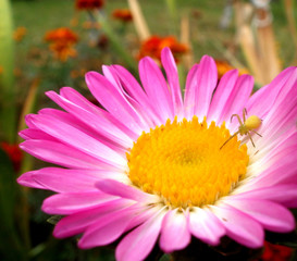 Yellow Insect and pink flower