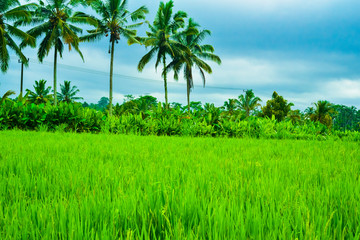 Obraz premium Green rice field terrace view with rice, tree, plantation for travel destination for school family holiday in the spring summer in a remote island