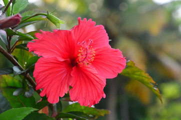 red hibiscus flower