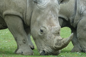 Fototapeta premium Rhinoceros-01