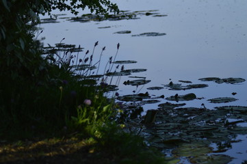 A beautiful spring day to a beautiful park in Nederland, where there are a lot of tulips and other primroses, spring park. 