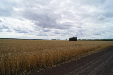 Fototapeta premium road in the field