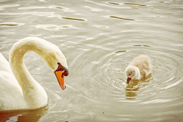 White mother swan swim with her young © vrabelpeter1