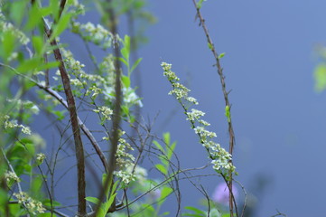 A beautiful spring day to a beautiful park in Nederland, where there are a lot of tulips and other primroses, spring park. 