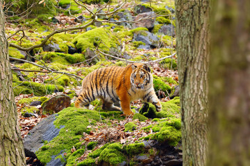 Fototapeta na wymiar The Siberian tiger (Panthera tigris tigris),also called Amur tiger (Panthera tigris altaica) walking through the forest. Young tiger in the in a natural environment.
