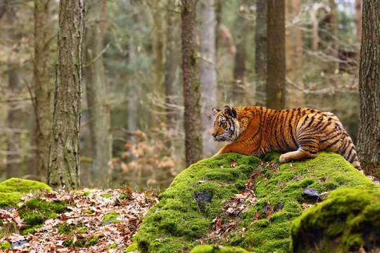 Fototapeta The Siberian tiger (Panthera tigris tigris),also called Amur tiger (Panthera tigris altaica) walking through the forest. Young tiger in the in a natural environment.Tiger lies on a mossy stone.