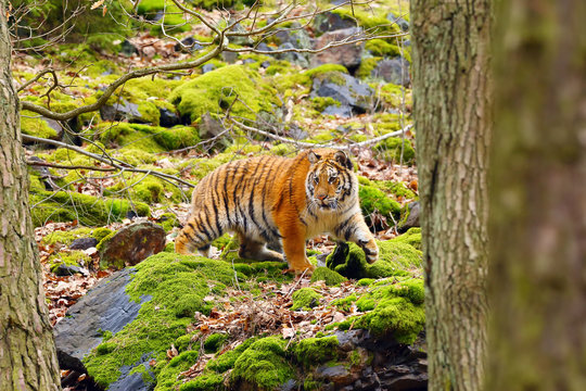 Fototapeta The Siberian tiger (Panthera tigris tigris),also called Amur tiger (Panthera tigris altaica) walking through the forest. Young tiger in the in a natural environment.