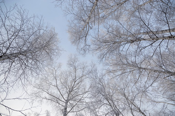 Fototapeta na wymiar Winter trees against the sky