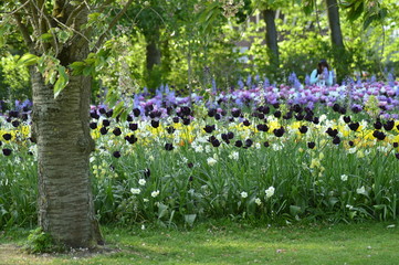 A beautiful spring day to a beautiful park in Nederland, where there are a lot of tulips and other primroses, spring park. 