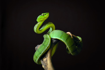 green insularis pit viper