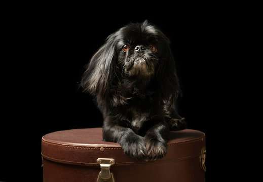 Image of a black Chinese Pekingese dog posing on a old hatbox / black background