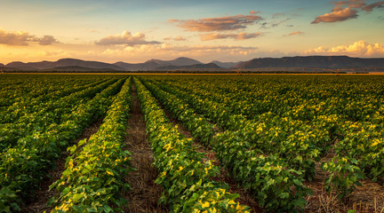 Colorful landscape image of sunset over cotton field with beautiful clouds in the sky - obrazy, fototapety, plakaty