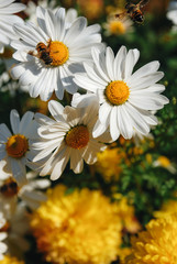 Naklejka premium bee with white and yellow daisy