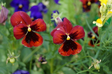 red flowers in the garden