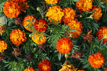 orange flowers in the garden